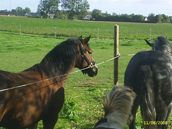 DSP Cavalie's Spoky Joker - Jokers første dag hos os. Spænding hos alle heste. billede 2