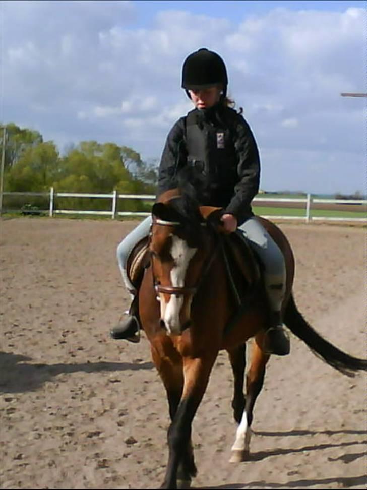 DSP Cavalie's Spoky Joker - Dressur........ billede 4