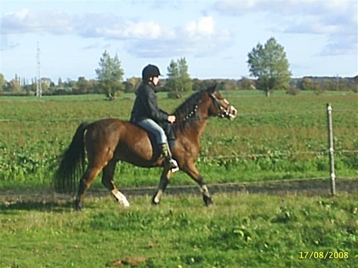 DSP Cavalie's Spoky Joker - Så må der traves.. billede 5