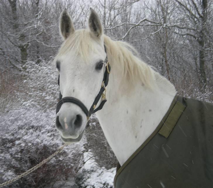 Anden særlig race Silver Moon - Sille i snevejr Fotogaf: Lille-søs billede 1