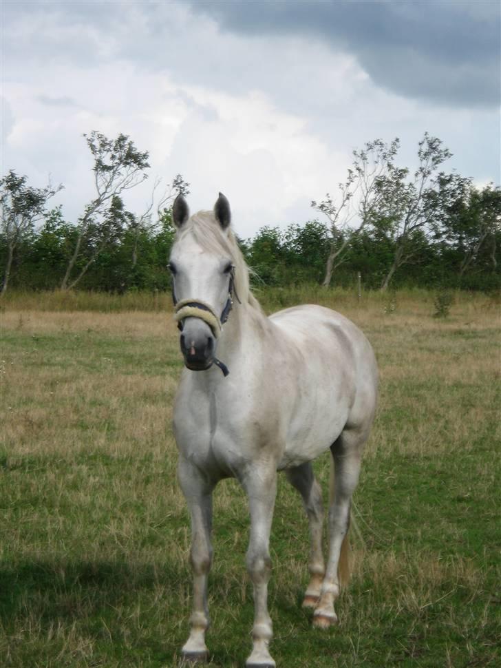 Anden særlig race Silver Moon - Silver på folden Fotograf: Mig billede 4