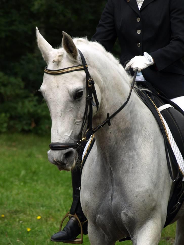 Anden særlig race Silver Moon - Til stævne i Birgittelys Fotograf: Mia br (www.horsepictures.dk) billede 5