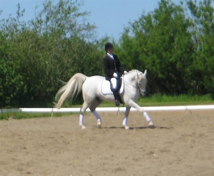 Anden særlig race Silver Moon - Til stævne i Nordthy la1 Fotograf: Min mor billede 6