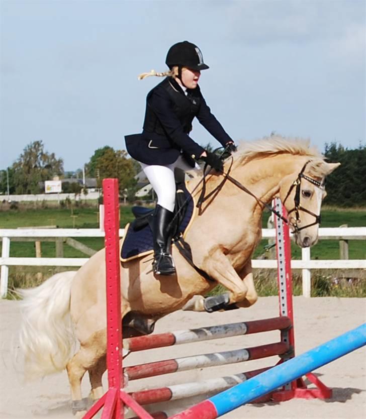 Hollandsk Sportspony Little Parko. sov sødt:* - VRK LC billede 13
