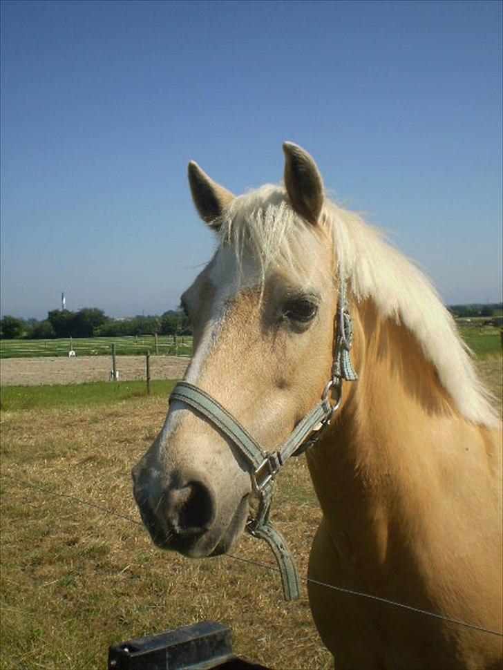 Hollandsk Sportspony Little Parko. sov sødt:* - Epona Ponyfestival 2008 LC billede 15