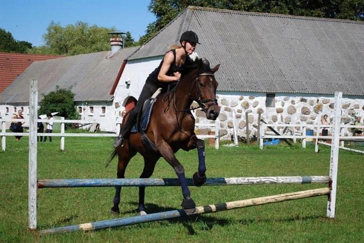 Anden særlig race Nymarks Tristan<3 solgt :( - Nogle af mig og Tristans første hop, han er ikke verdensmester, men han kommer da over. Vores rekort er på 75cm xD billede 5