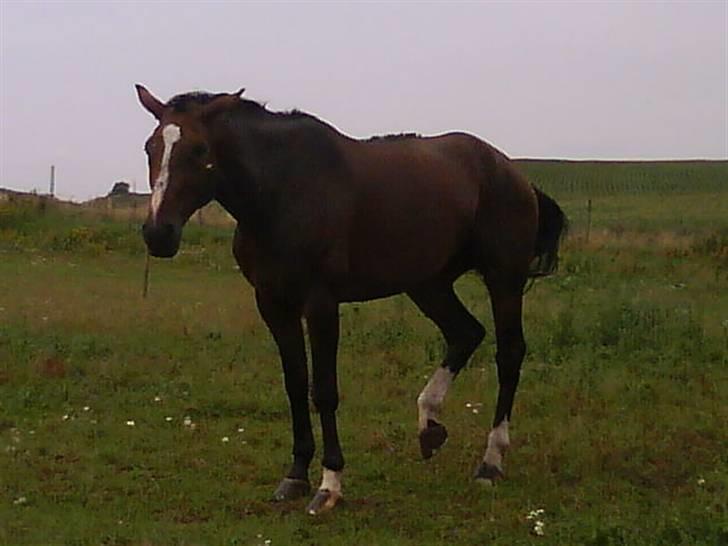 Dansk Varmblod Louisianna *R.I.P* <3  billede 5