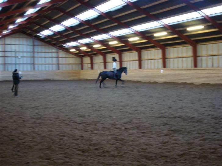 Trakehner Elité (tidl lånehest) billede 3