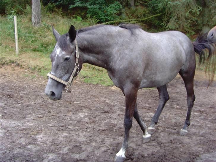 Trakehner Elité (tidl lånehest) billede 4