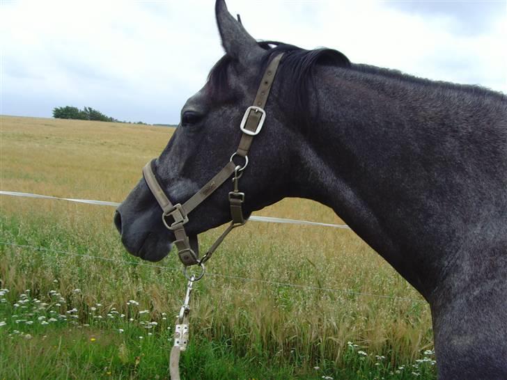 Trakehner Elité (tidl lånehest) billede 5