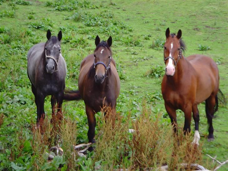 Trakehner Elité (tidl lånehest) billede 6