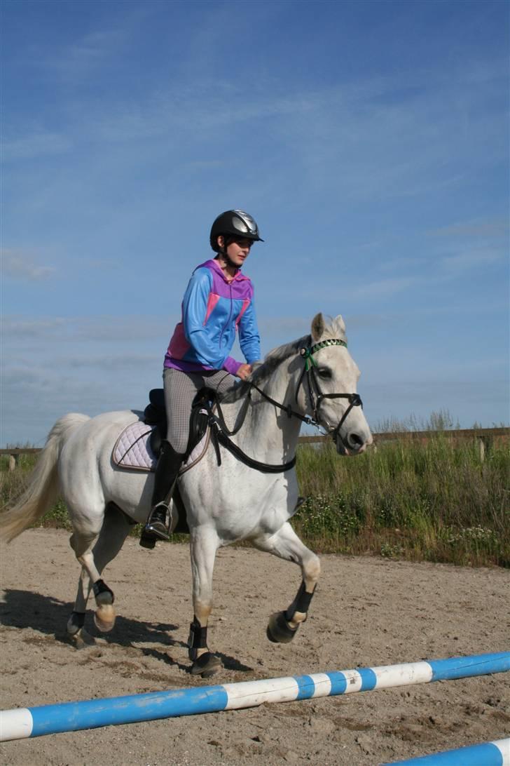 Anden særlig race Chagall - spring-dressur (: <3 foto: min far billede 2