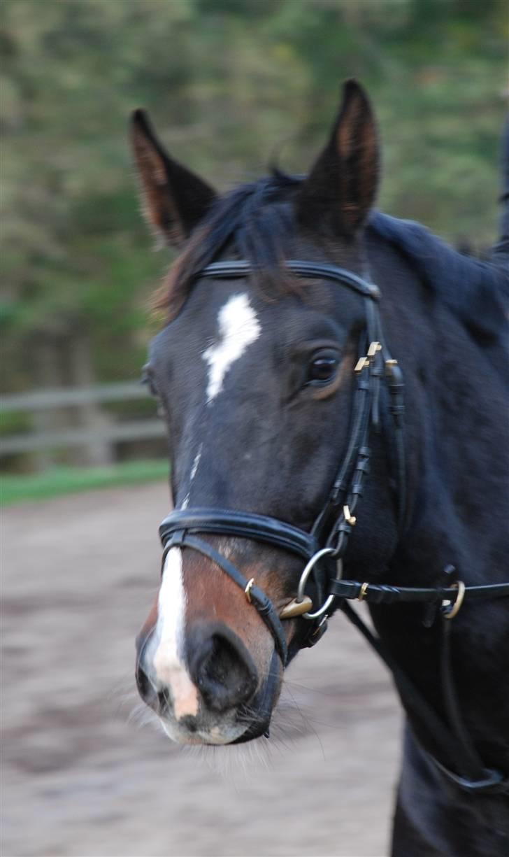 Holstener Cavallier - Oktober 2008 billede 20