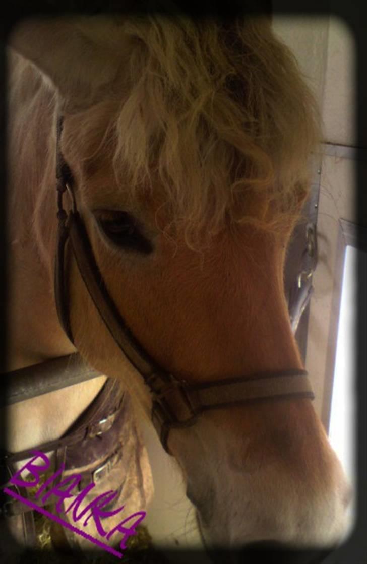 Fjordhest Bianka Kongehøj  - miin bianka mus=)<´3 billede 10