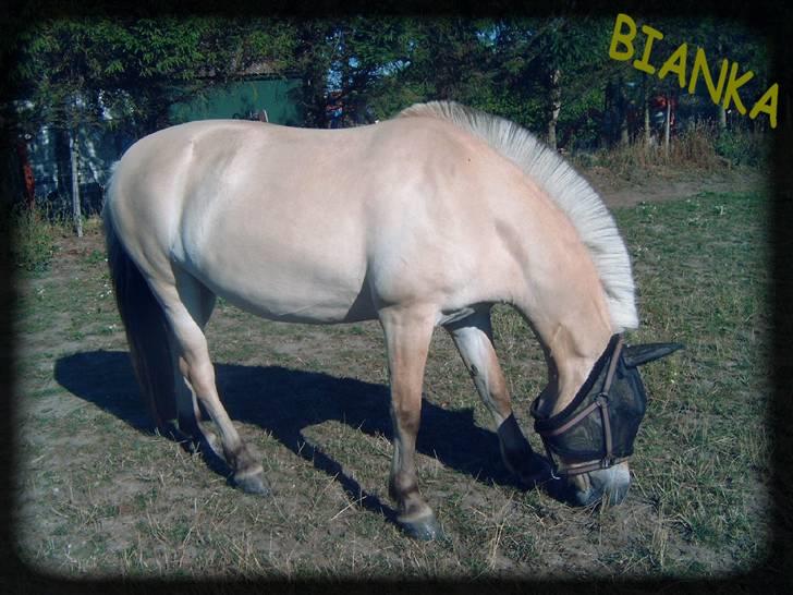 Fjordhest Bianka Kongehøj  - på fold  billede 11
