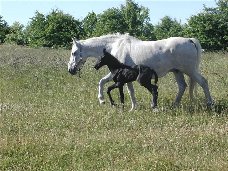 Anden særlig race BEAUTY - moar ikke så hurtigt billede 7