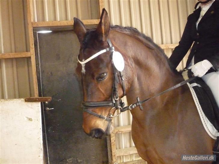 Anden særlig race Sasha - solgt !  - Velkommen til Sashas profil. Håber vil se billederne igennem :) billede 1