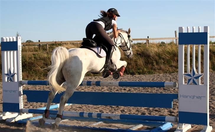 Anden særlig race Chagall - træning (: <3 foto: katrine billede 3