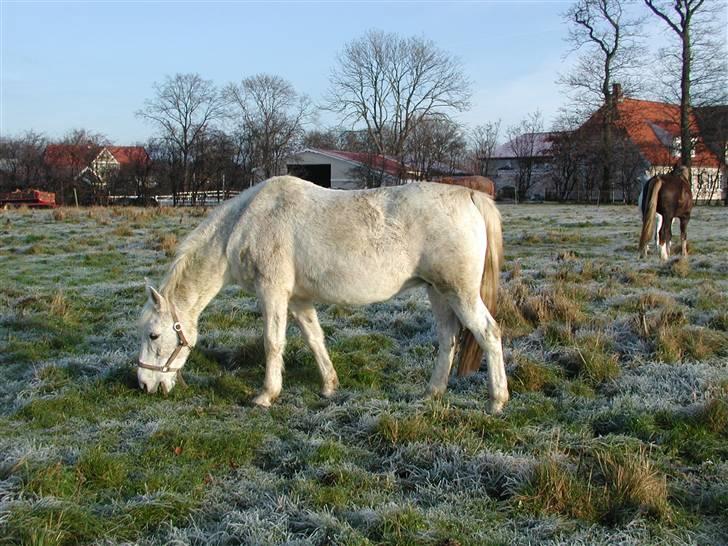 Anden særlig race BEAUTY - den gravide dame juleaftensdag 2007 billede 11