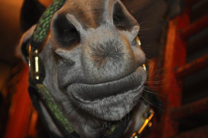Anden særlig race Theis - VBP <3 - min flotte hesty<3 billede 7