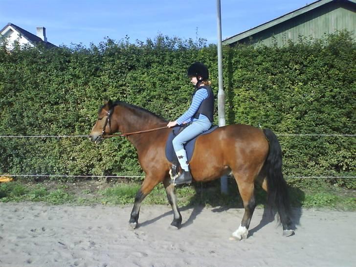 DSP Cavalie's Spoky Joker - Åh, hvor er ham Joker sød... Ham MÅ jeg eje. billede 8