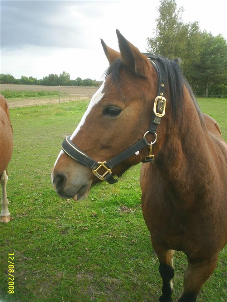 DSP Cavalie's Spoky Joker - "Lidt genert har man vel altid lov til at være".. billede 9