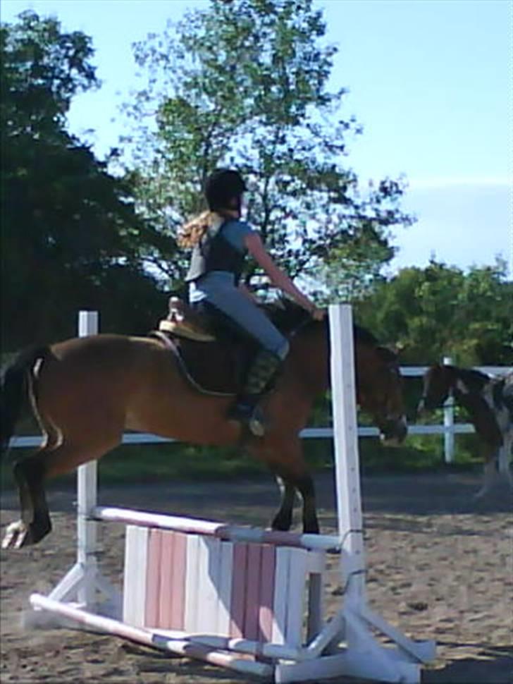 DSP Cavalie's Spoky Joker - Joker og mig til undervisning, vi springer. billede 10