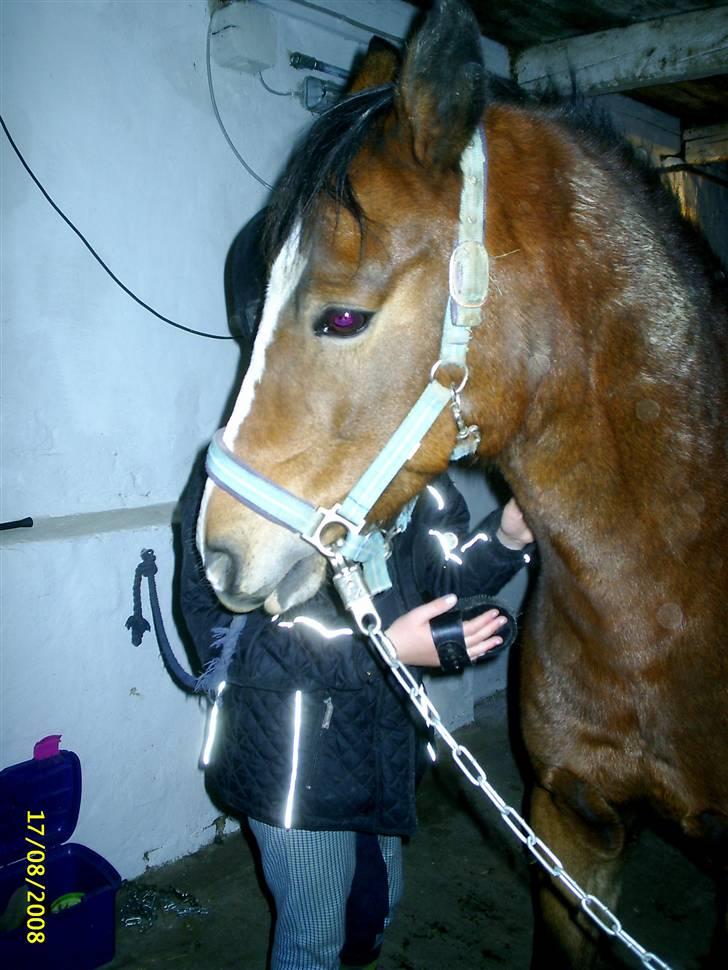 DSP Cavalie's Spoky Joker - "Strigling er dejligt - Lidt længere til højre, tak". billede 11