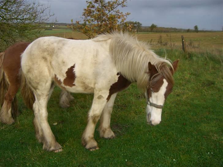 Irish Cob Maja (solgt) - Puha blæsevejr... 26/10 2008... billede 12
