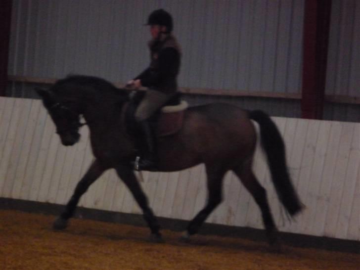 Anden særlig race Sasha - solgt !  billede 4