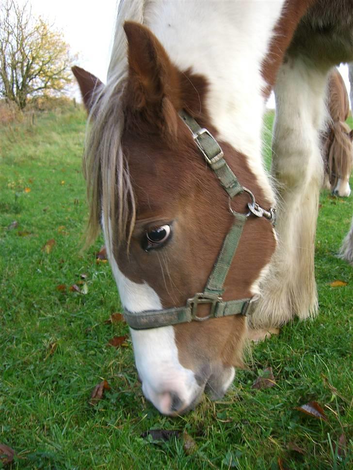 Irish Cob Maja (solgt) billede 13