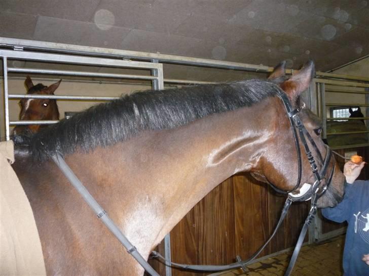 Anden særlig race Sasha - solgt !  - igen i stalden billede 7