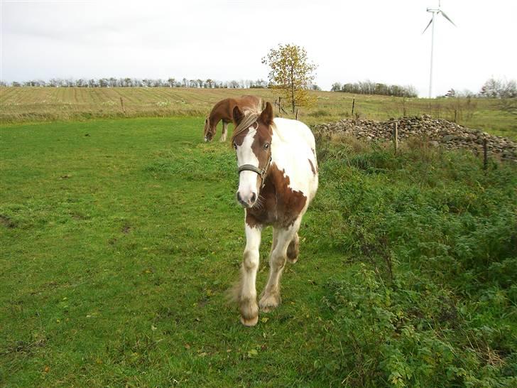 Irish Cob Maja (solgt) - Skal lige hen og sige hej:) billede 14
