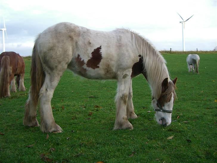 Irish Cob Maja (solgt) billede 15