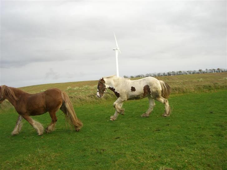 Irish Cob Maja (solgt) billede 16