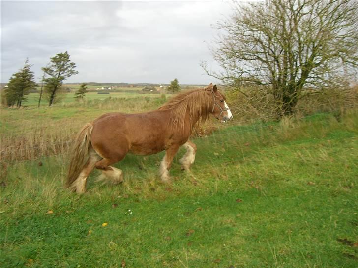 Irish Cob Miss Fire (solgt) -  efterår 2008. Min bedste har et sofastykke med en ræv på, den står nogenlunde på samme måde. Foxy Lady... billede 17