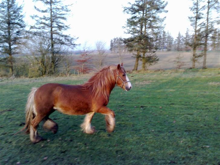 Irish Cob Miss Fire (solgt) - 11/1/2009 Skuden er ved at være tung... Hun fik lavet nogle gode dybe stolpe huller idag på marken, fordi overjorden var optøet og pløret, og længere nede var der stadig frost. billede 18