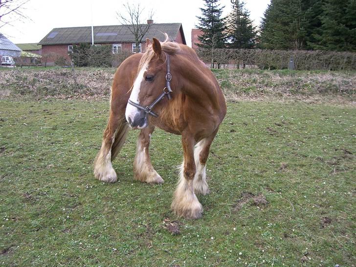 Irish Cob Miss Fire (solgt) billede 19