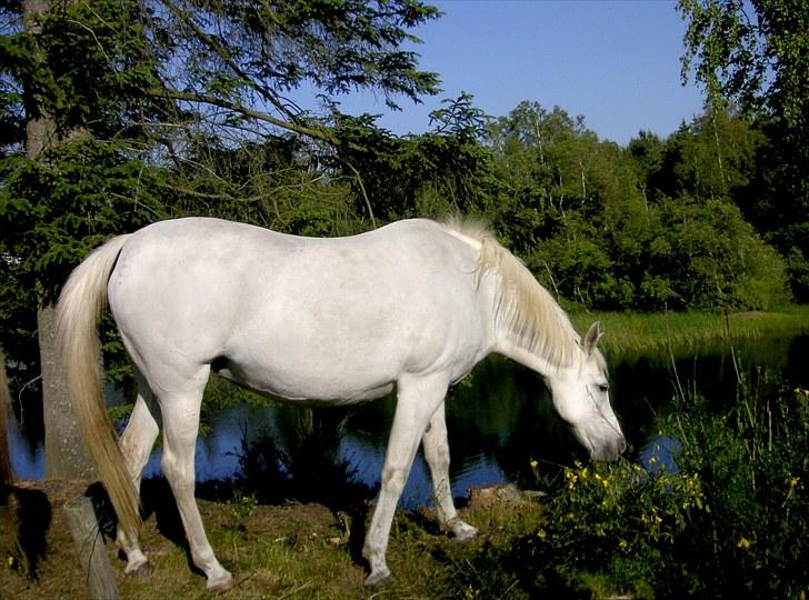 Arabisk fuldblod (OX) Tera ox - Solgt - billede 1