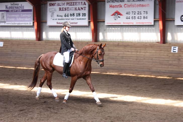 Trakehner Ferrari - Dressurstævne d. 19/04-09 (Fotograf Julie.) billede 2