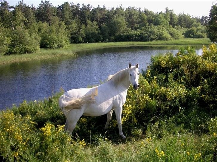 Arabisk fuldblod (OX) Tera ox - Solgt - billede 2