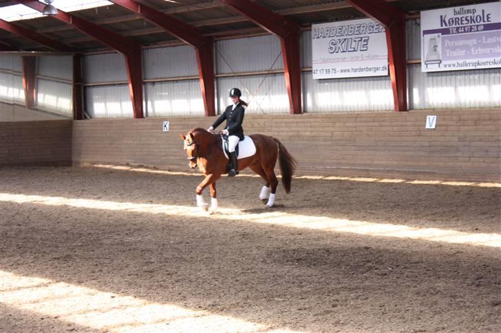 Trakehner Ferrari - Dressurstævne d. 19/04-09 (Fotograf Julie.) billede 3