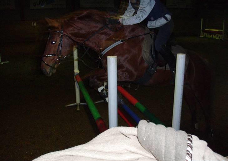 Trakehner Ferrari - Spring undervisning 18/01-09 (Fotograf Marianne.) billede 4