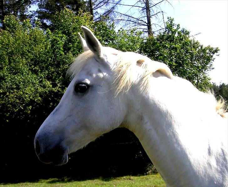 Arabisk fuldblod (OX) Tera ox - Solgt - billede 4