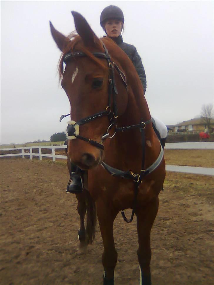 Trakehner Ferrari - Opvamning til springstævne i løsr d. 25/01-08 (Fotograf Tina.) billede 5