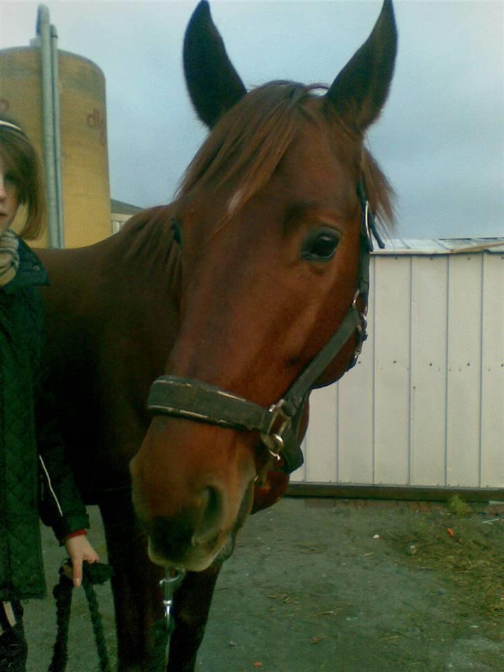 Trakehner Ferrari - Da han var en halte trold, (Fotograf Nathalie.) billede 6