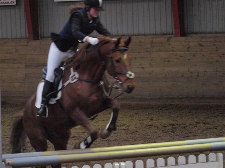 Trakehner Ferrari - Spring kan han også.(Fotograf Linea) billede 7