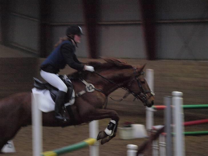 Trakehner Ferrari - Springstævne 80cm vandt 1. (Fotograf Linea.) billede 8