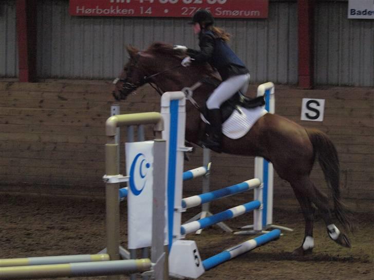 Trakehner Ferrari - Springstævne 15/03-09 (Fotograf Linea.) billede 9