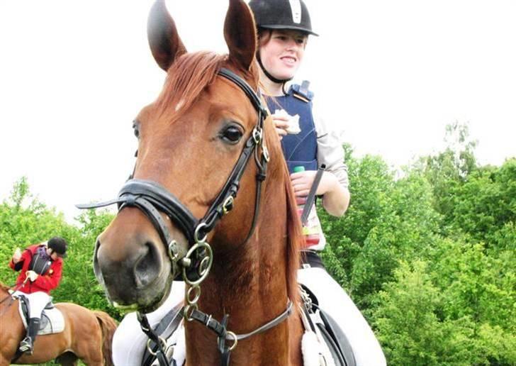 Trakehner Ferrari - Første Jagt, vi holder pause (Fotograf Anna.) billede 10